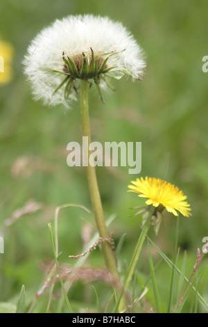 dandilions one in seed one not Stock Photo