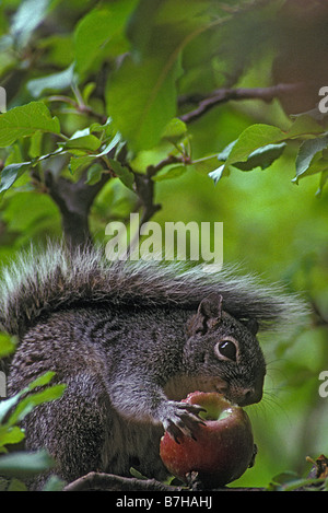 Arizona Gray Squirrel (Sciurus arizonensis) Eating Apple - Arizona USA Stock Photo