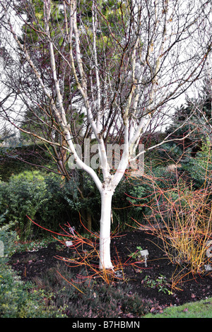 BETULA JACQUEMONTII SILVER SHADOW AGM AT RHS ROSEMOOR DEVON Stock Photo