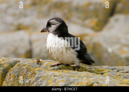 Juvenile Atlantic Puffin, Fratercula arctica, Farne Islands, UK Stock Photo