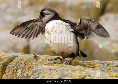 Juvenile atlantic puffin, Fratercula arctica, Farne Islands, UK Stock Photo