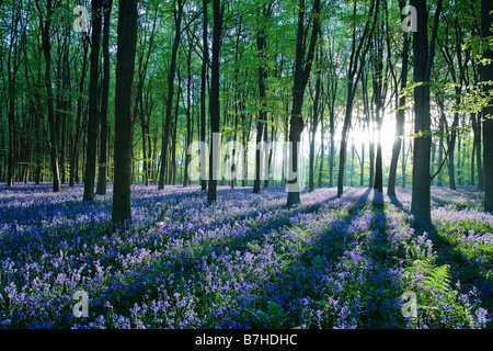 Bluebell woods Micheldever Hampshire England Stock Photo