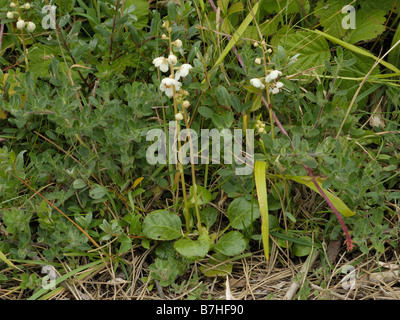Round leaved Wintergreen, pyrola rotundifolia Stock Photo