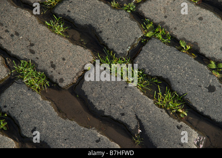Old cobbles with weeds growing between them Stock Photo