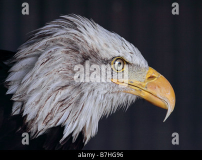 Alaskan Bald Eagle (Haliaeetus leucocephalus), UK Stock Photo