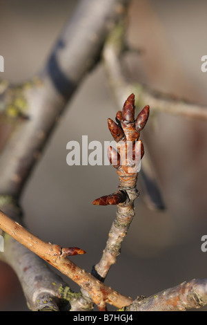 New buds beginning to emerge in spring on an ornemental garden tree. Stock Photo