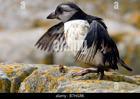 Juvenile Atlantic Puffin, Fratercula arctica, Farne Islands, UK Stock Photo