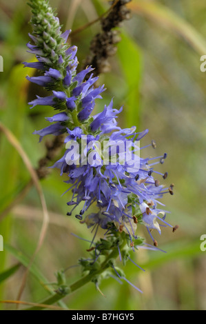 Spiked Speedwell Stock Photo