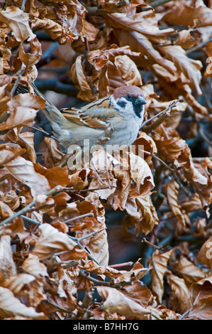 Tree Sparrow (Passer montanus) in Beech hedge Stock Photo