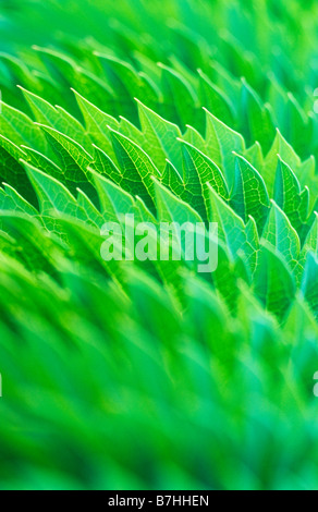 Close up of fresh green veined serrated leaves of Honey bush or Melianthus major apparently stacked as they recede Stock Photo