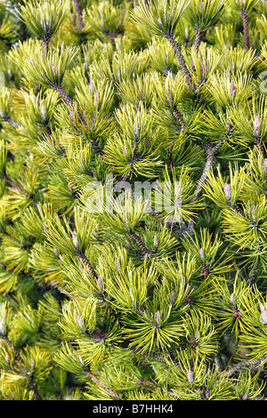 PINUS MUGO OPHIR AT RHS ROSEMOOR DEVON Stock Photo - Alamy