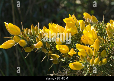 Common Gorse (Ulex europaeus) flower detail Stock Photo