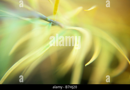 Close up of soft yellow needles of deciduous conifer tree European larch or Larix deciduas Stock Photo