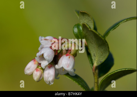 Cowberry (Vaccinium vitis idaea) flower detail Stock Photo