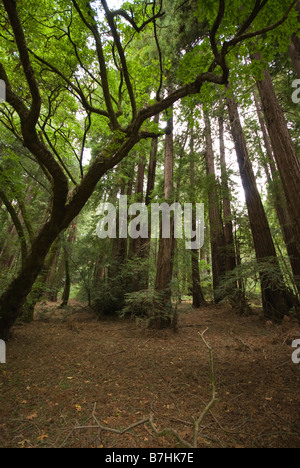 Overhanging tree in a dense forest Stock Photo