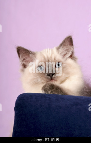 Ragdoll cat sitting on an armchair looking at camera Stock Photo - Alamy