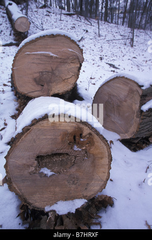 Sawn Tree Lying in Ontario Forest in Winter Stock Photo