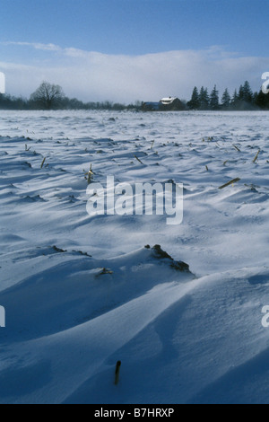 Snow Covered Cornfield in Winter with Farm in background Stock Photo