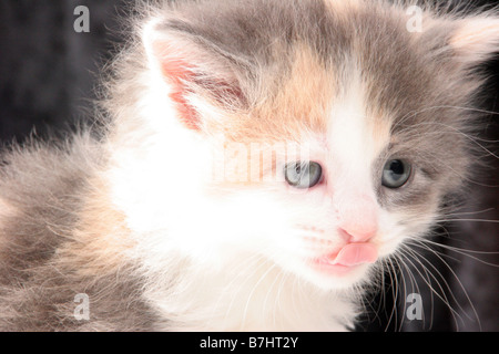 A multi colored long haired kitten licking with her tongue Stock Photo