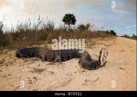 Water Moccasin or Cottonmouth Agkistrodon piscivorus conanti in the Big Cypress National Preserve in the Florida Everglades Stock Photo
