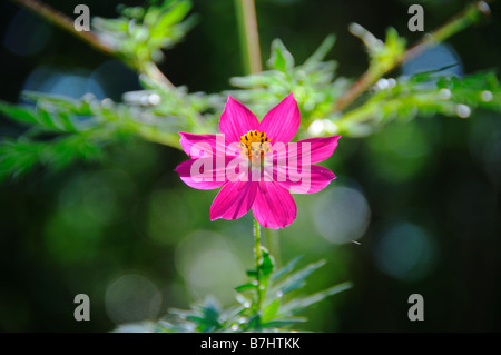 Detail of tropical pink flower in cuban countryside Stock Photo
