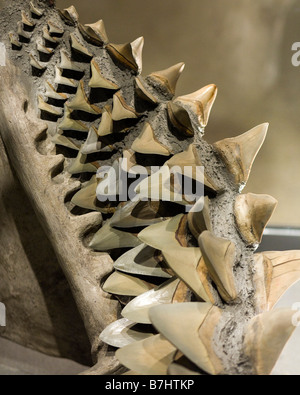 Great White shark teeth Stock Photo