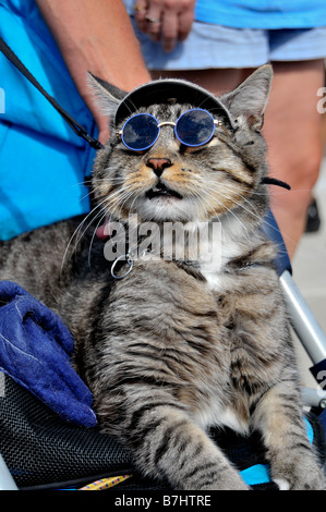 Cat poses for portrait wearing sunglasses and a visor Stock Photo