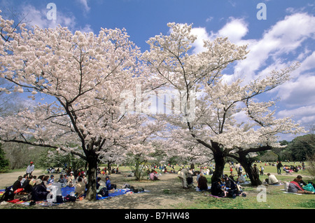 Visitors picnic under cherry blossoms on the grounds of Kyoto Botanical Garden Kyoto Japan Stock Photo