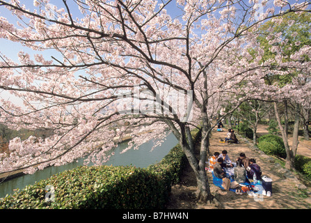 Visitors picnic under cherry blossoms near Himeji castle Himeji Stock Photo