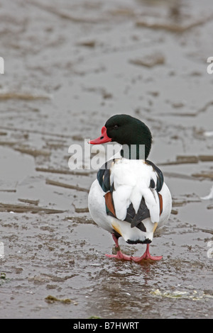 Common Shelduck Tadorna tadorna adult male standing on ice on a frozen lake Stock Photo