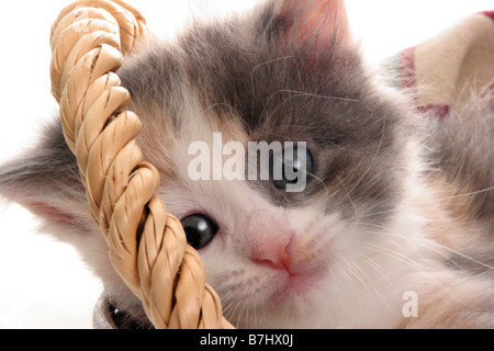 A multi colored long hair kitten in a basket looking under the handle Stock Photo