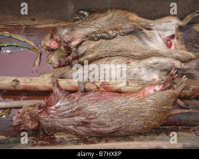 Four dead Coypu MYOCASTOR COYPUS in bottom of dugout canoe Lower Congo river Democratic Republic of Congo Equateur Province Stock Photo