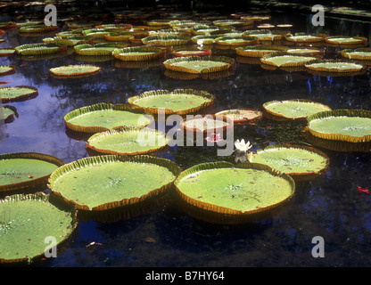 Giant Amazonian Water lily pads in the  Pamplemousses Botanical Garden (Sir Seewoosagur Ramgoolam Botanical Garden) Stock Photo