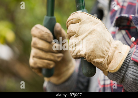 Hands and pruning shears, B.C. Stock Photo
