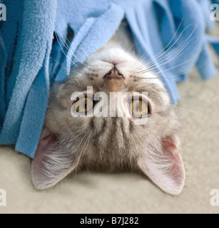 British Shorthair cat - kitten under blanket Stock Photo
