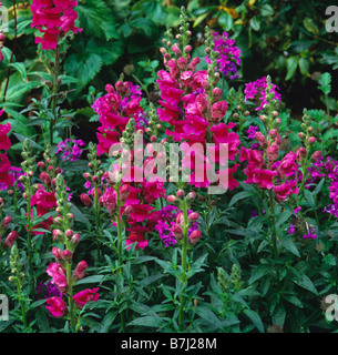 Flowering red antirrhinums with pink verbena Stock Photo