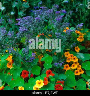 Borage with nasturtiums in a Kitchen Garden Stock Photo