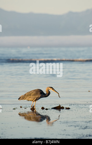 Great Blue Heron feeding. Esquimalt Lagoon, Victoria, B.C. Stock Photo