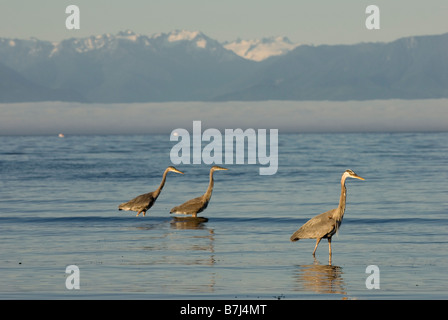 Great Blue Herons feeding. Esquimalt Lagoon, Victoria, B.C. Stock Photo