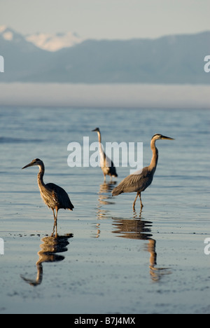 Great Blue Herons feeding. Esquimalt Lagoon, Victoria, B.C. Stock Photo