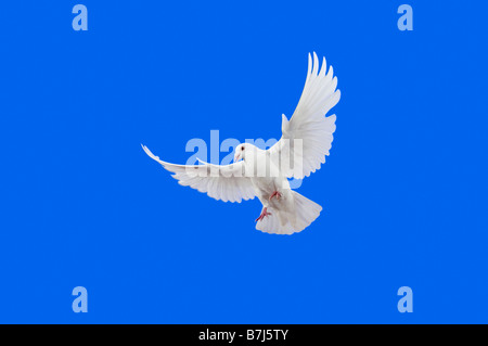 White Dove in flight. Stock Photo