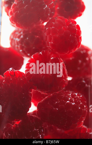 Raspberries floating in water Stock Photo