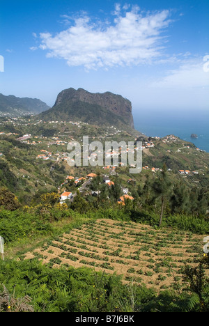 dh Eagle Rock PENHA DE AGUIA MADEIRA Potato vegatable field plot Eagle Rock above Porto da Cruz farming rural rustic fields land high cliffs mountain Stock Photo