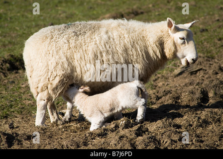 dh  SHEEP UK Lamb sucking milk from mother ewe sheep springlamb suckle feed suck animal