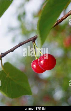 Stem with two red cherries hanging from branch of tree, Ontario Stock Photo