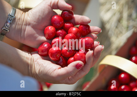 Handful of red cherries, Ontario Stock Photo