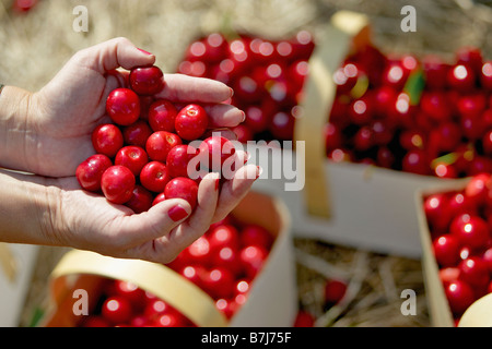 Handful of red cherries with baskets of cherries in background, Ontario Stock Photo