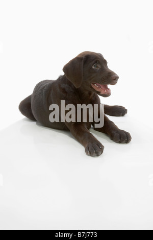 Chocolate labrador puppy, laying with paws stretched out, mouth open Stock Photo