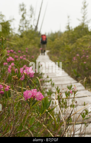 Woman (20-25) walks along a boardwalk trail in old-growth forest, West Coast Trail, Pacific Rim National Park Reserve, BC Stock Photo