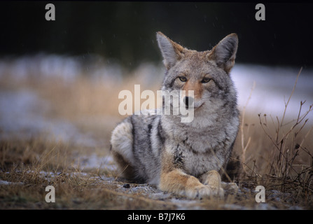 Coyote resting in winter grass, snowing lightly, Kananaskis, Alberta Stock Photo